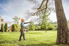 Best Tree Maintenance Programs  in Merced, CA