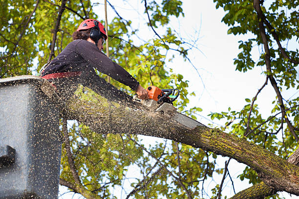 Best Tree and Shrub Care  in Merced, CA