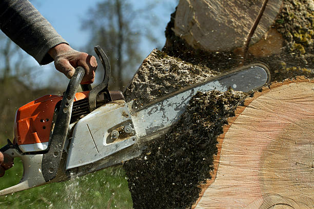 Best Stump Grinding and Removal  in Merced, CA